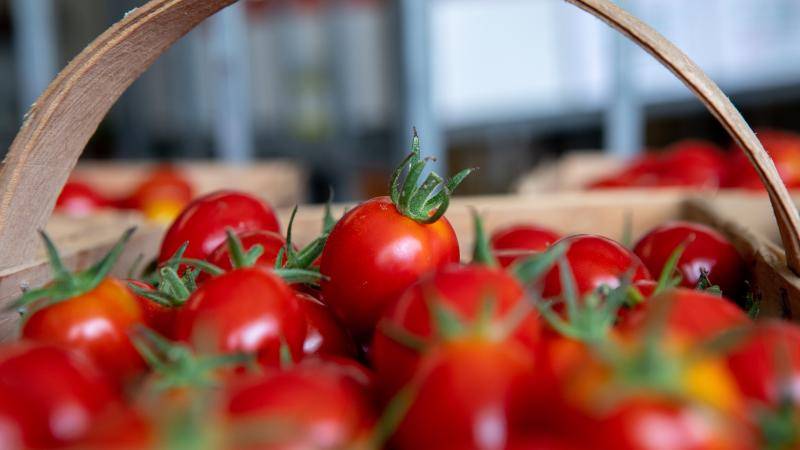 Basket of tomatoes