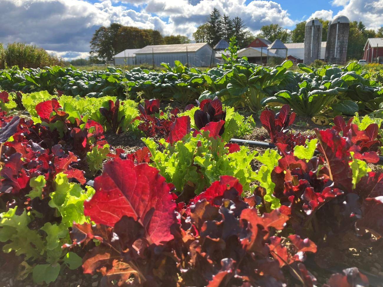 Salad Greens in garden