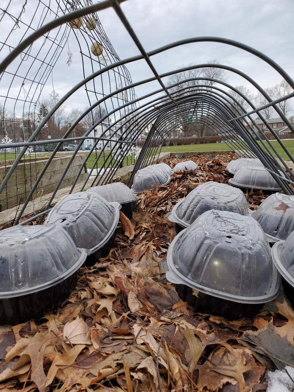 Winter seeds sowing in recycled containers.