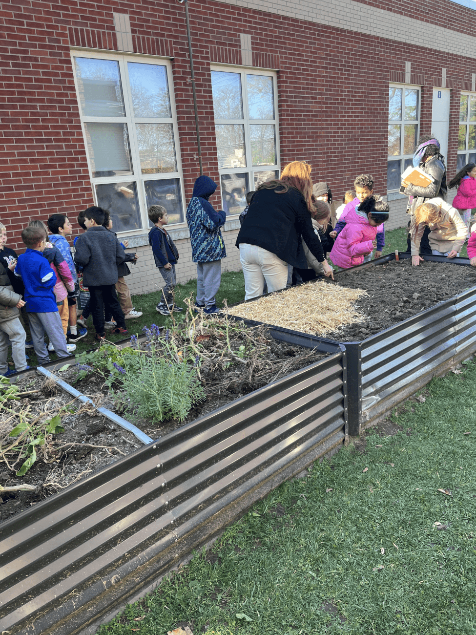 Loudonville Elementary class planting garlic into raised beds with a teacher.
