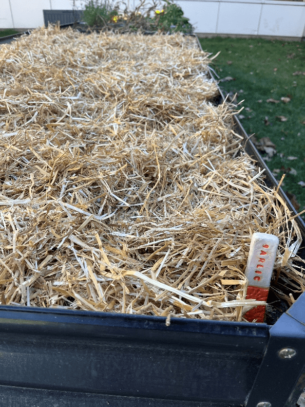 Garlic bulbs under a layer of straw in a raised bed