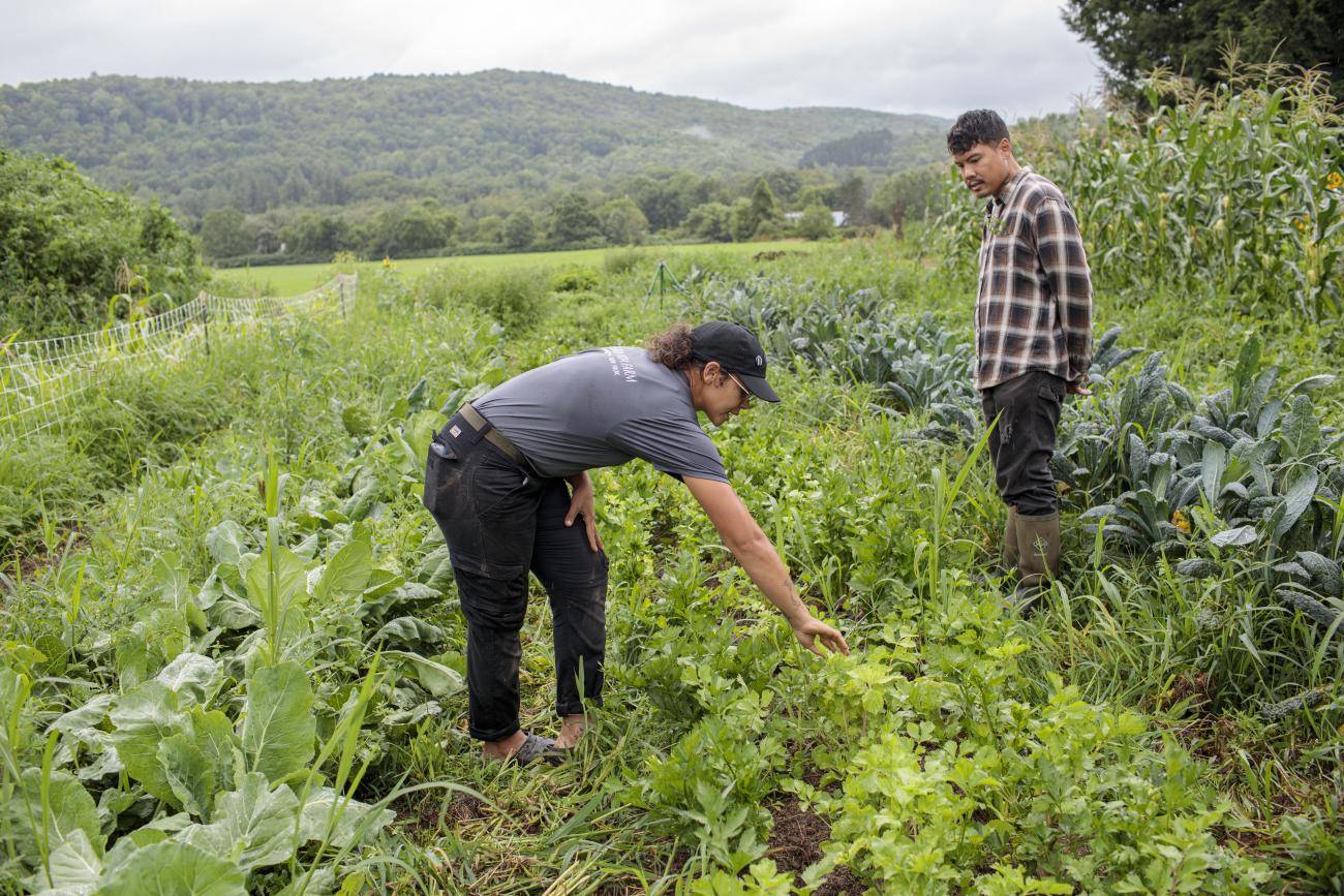 Two people, Sea and Francis, working in the field.
