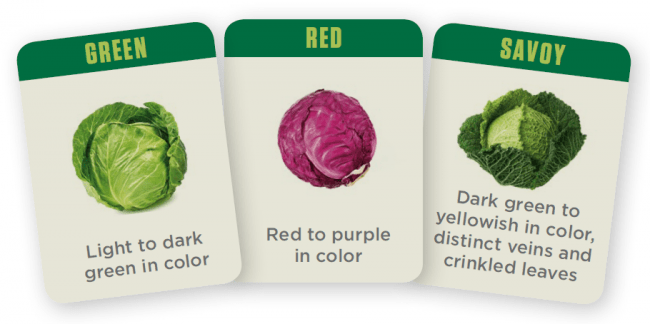 Illustrations of three cabbage varieties: green, red, and savoy